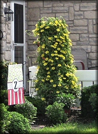 Black Eyed Susan Vine - Sun Annual