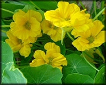 Dwarf Nasturtium - Annual