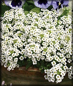 Alyssum - Annual