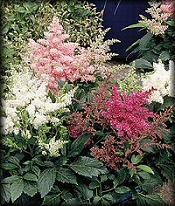 Astilbe - Shade Perennial