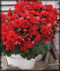 Begonia - Shade Annual