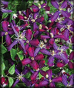 Climatis - Perennial