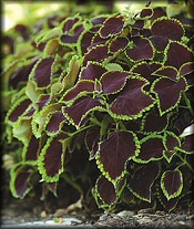 Coleus - Sun Annual