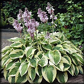 Hosta - Shade Perennial