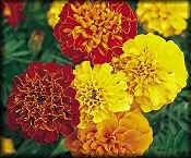 Marigold - Annual