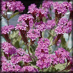 Verbena - Annual